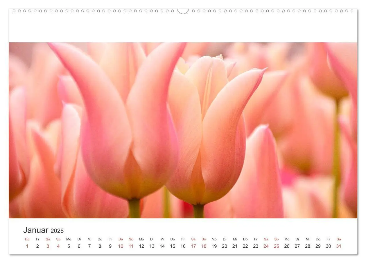 Bild: 9783457919248 | Zauberhafte Tulpen (Wandkalender 2026 DIN A2 quer), CALVENDO...