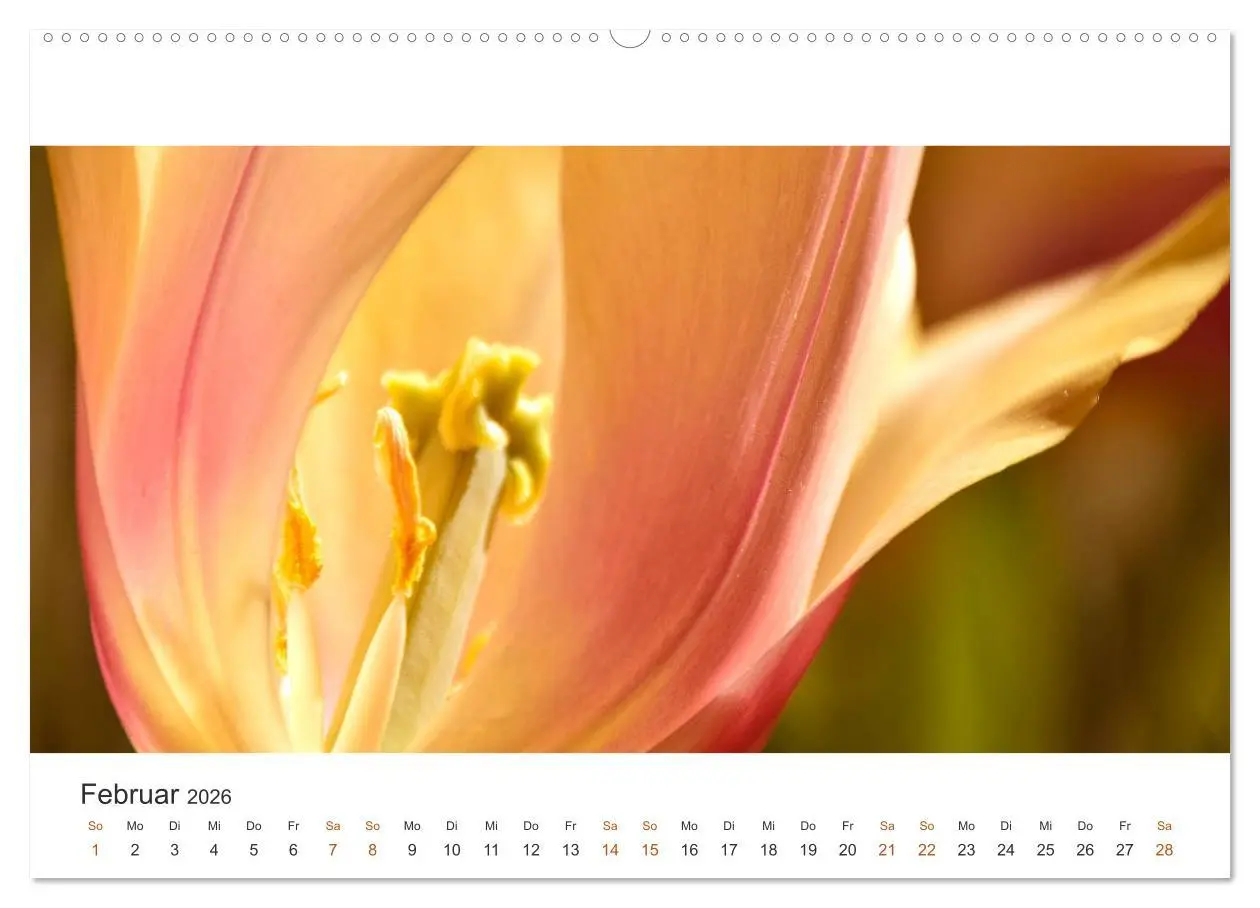 Bild: 9783457919248 | Zauberhafte Tulpen (Wandkalender 2026 DIN A2 quer), CALVENDO...