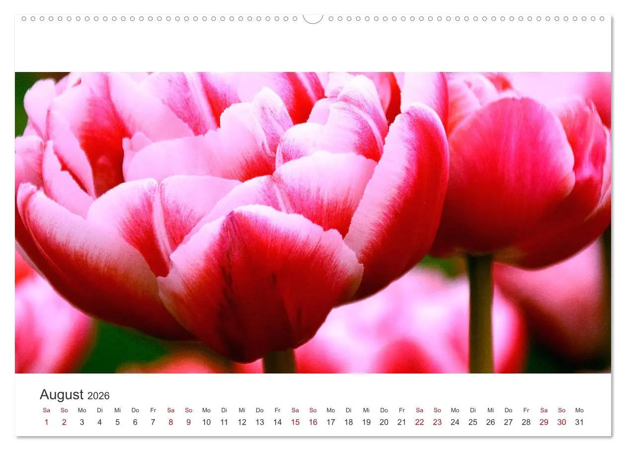 Bild: 9783457919248 | Zauberhafte Tulpen (Wandkalender 2026 DIN A2 quer), CALVENDO...