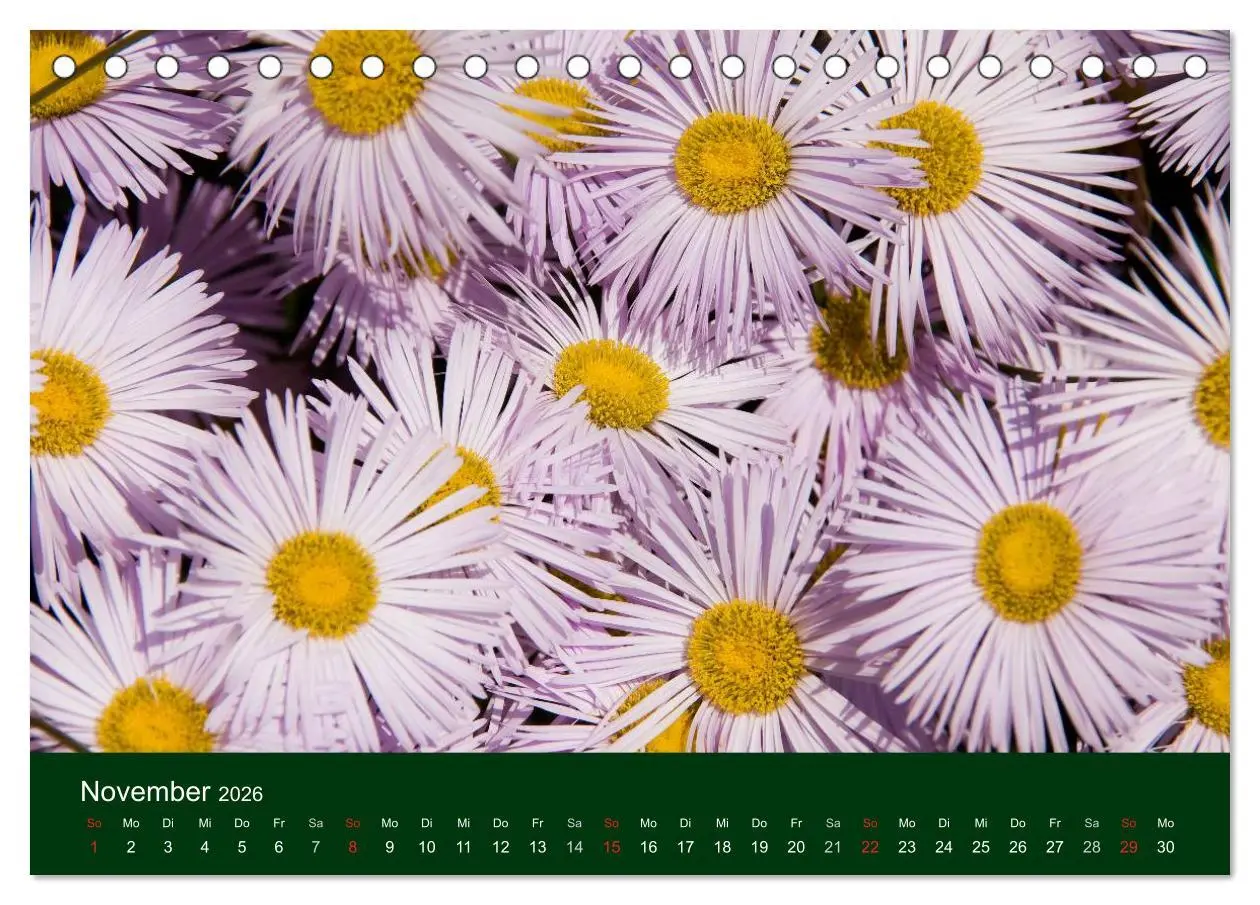 Bild: 9783516099348 | Blumen und Blüten (Tischkalender 2026 DIN A5 quer), CALVENDO...