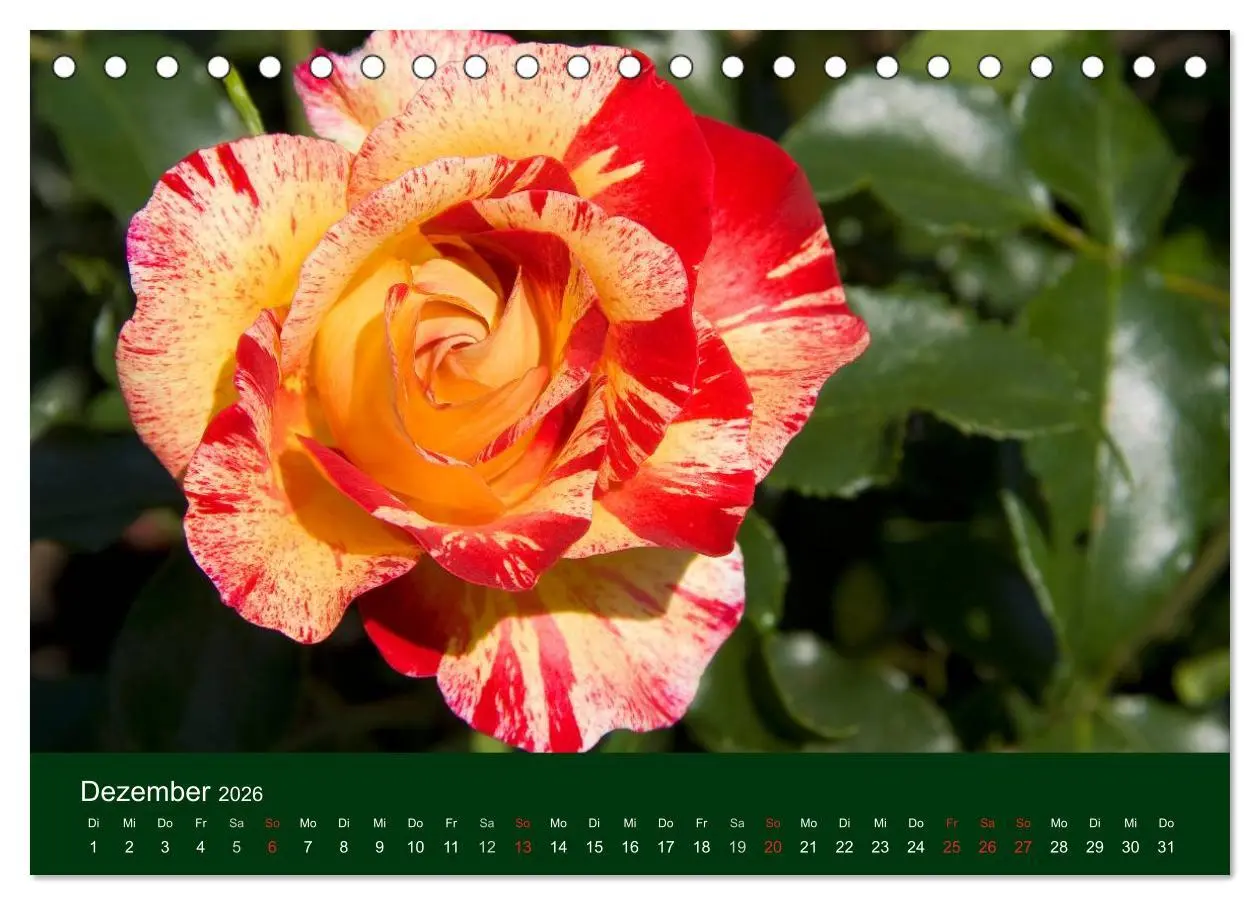 Bild: 9783516099348 | Blumen und Blüten (Tischkalender 2026 DIN A5 quer), CALVENDO...