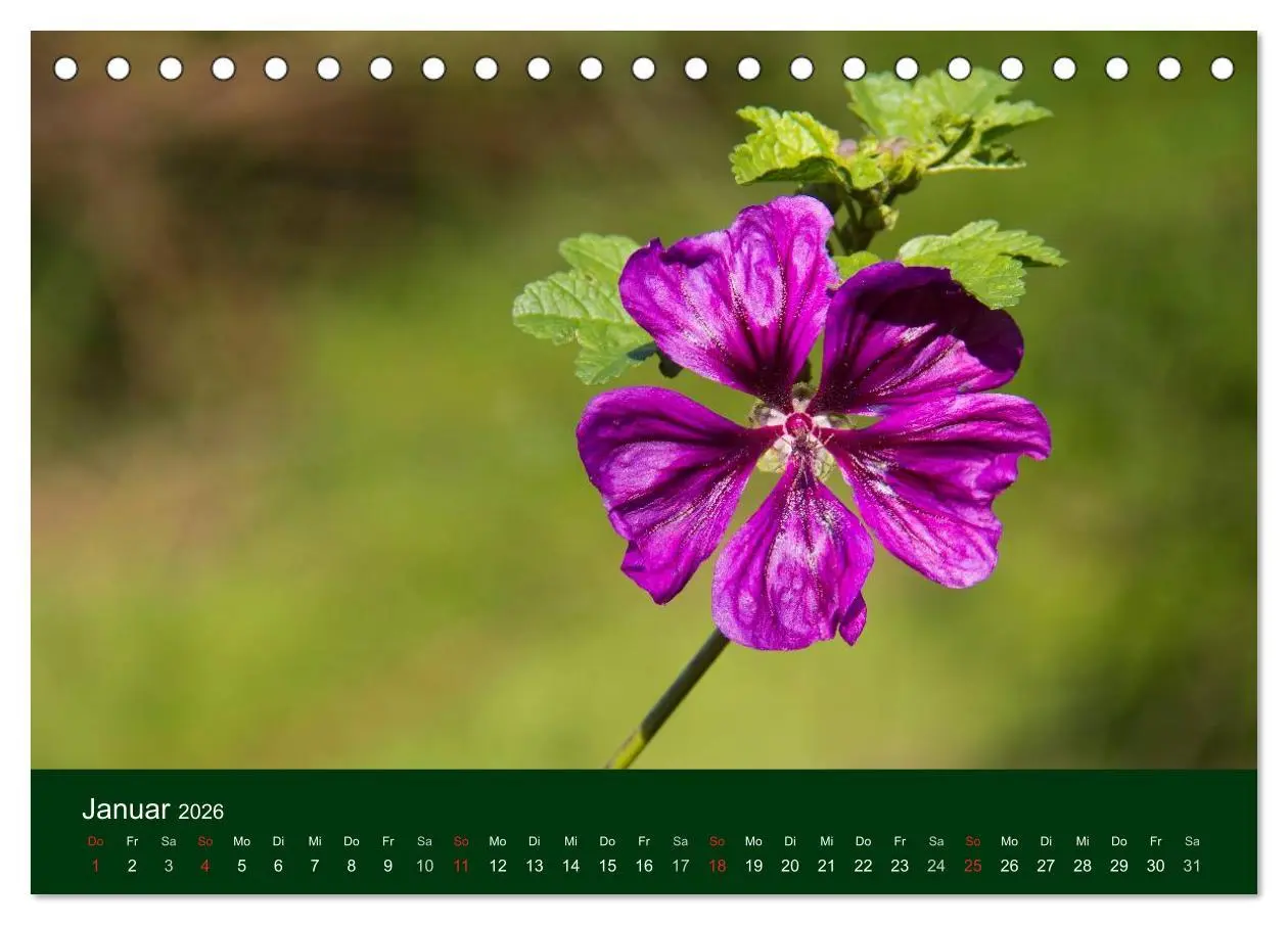Bild: 9783516099348 | Blumen und Blüten (Tischkalender 2026 DIN A5 quer), CALVENDO...