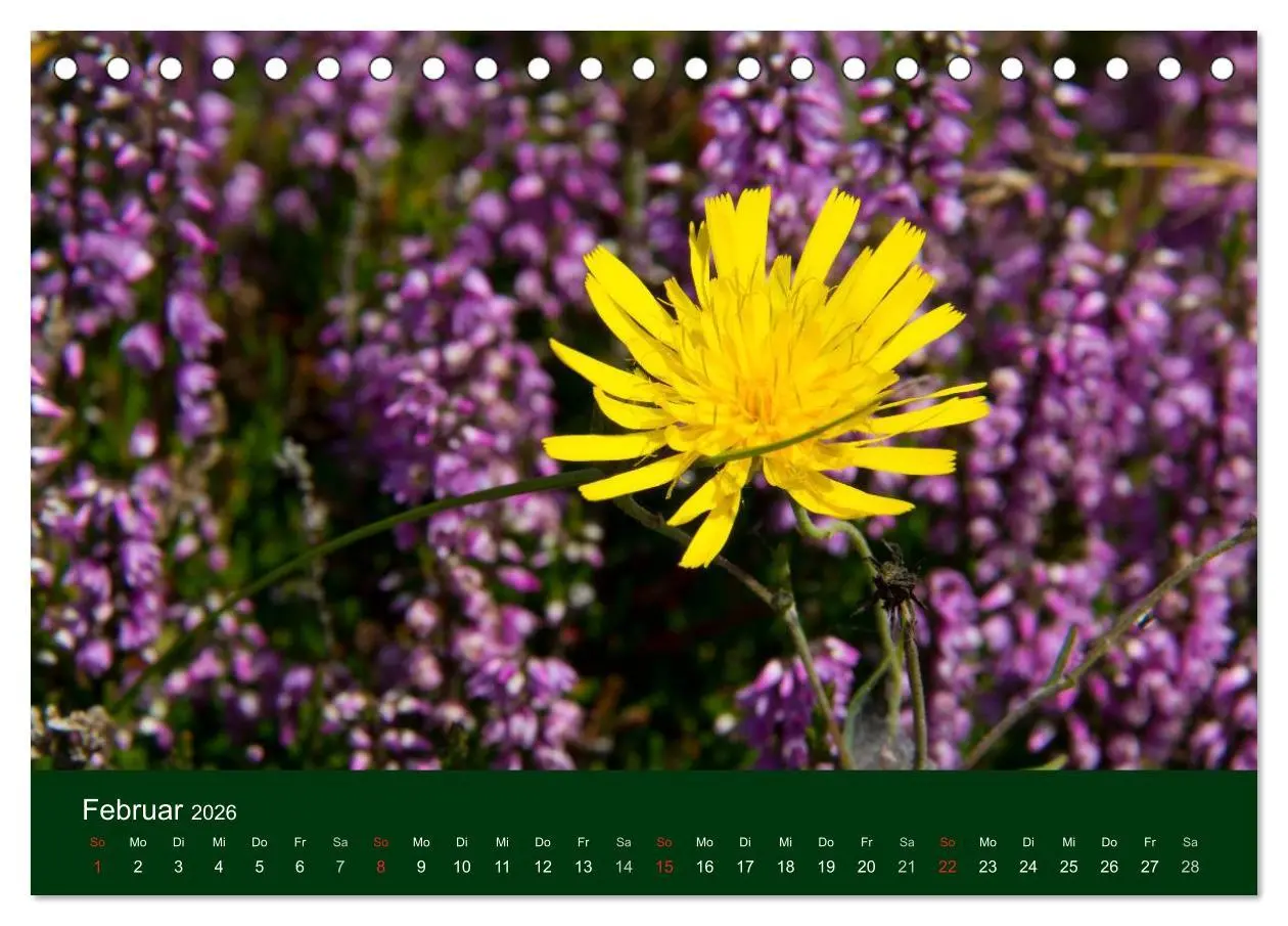Bild: 9783516099348 | Blumen und Blüten (Tischkalender 2026 DIN A5 quer), CALVENDO...