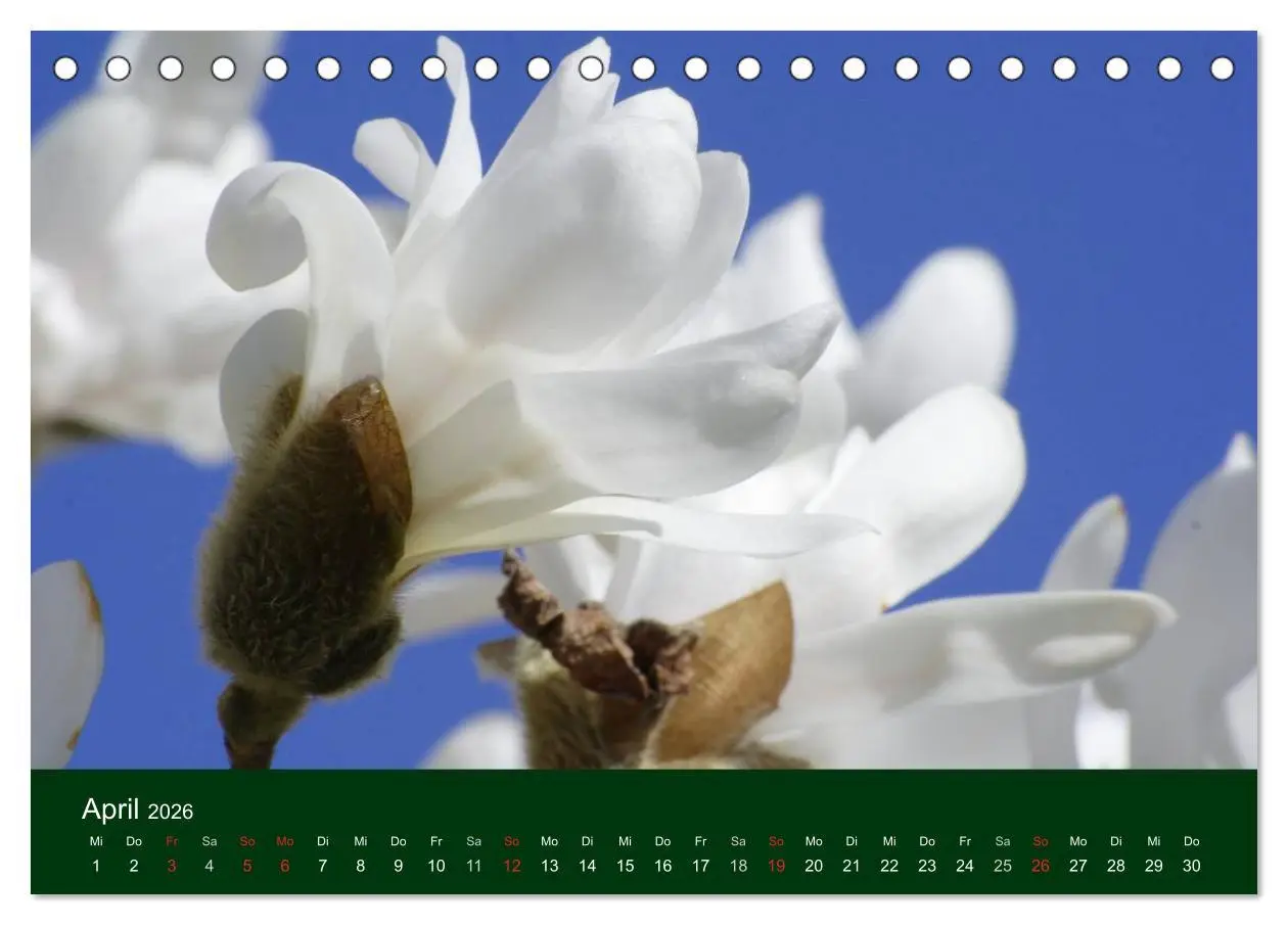 Bild: 9783516099348 | Blumen und Blüten (Tischkalender 2026 DIN A5 quer), CALVENDO...