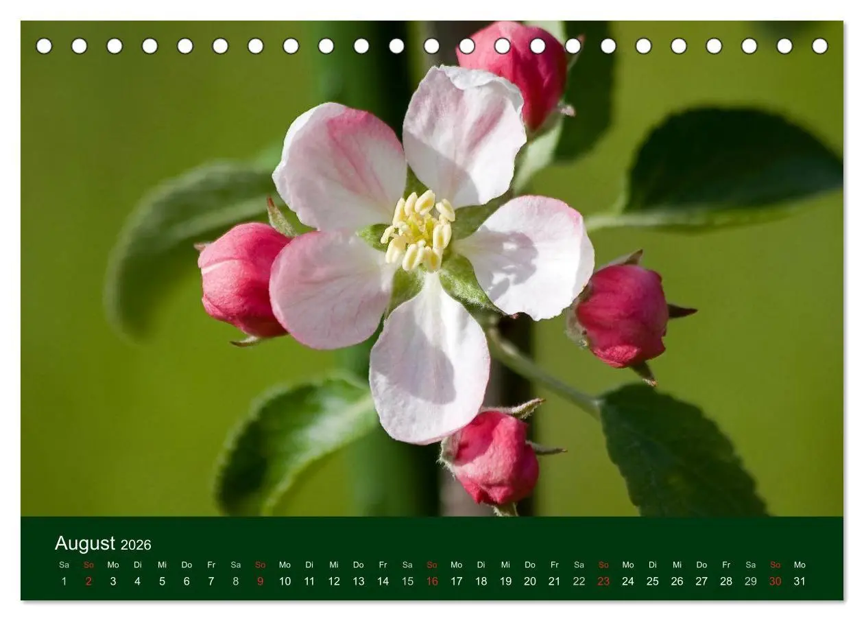 Bild: 9783516099348 | Blumen und Blüten (Tischkalender 2026 DIN A5 quer), CALVENDO...