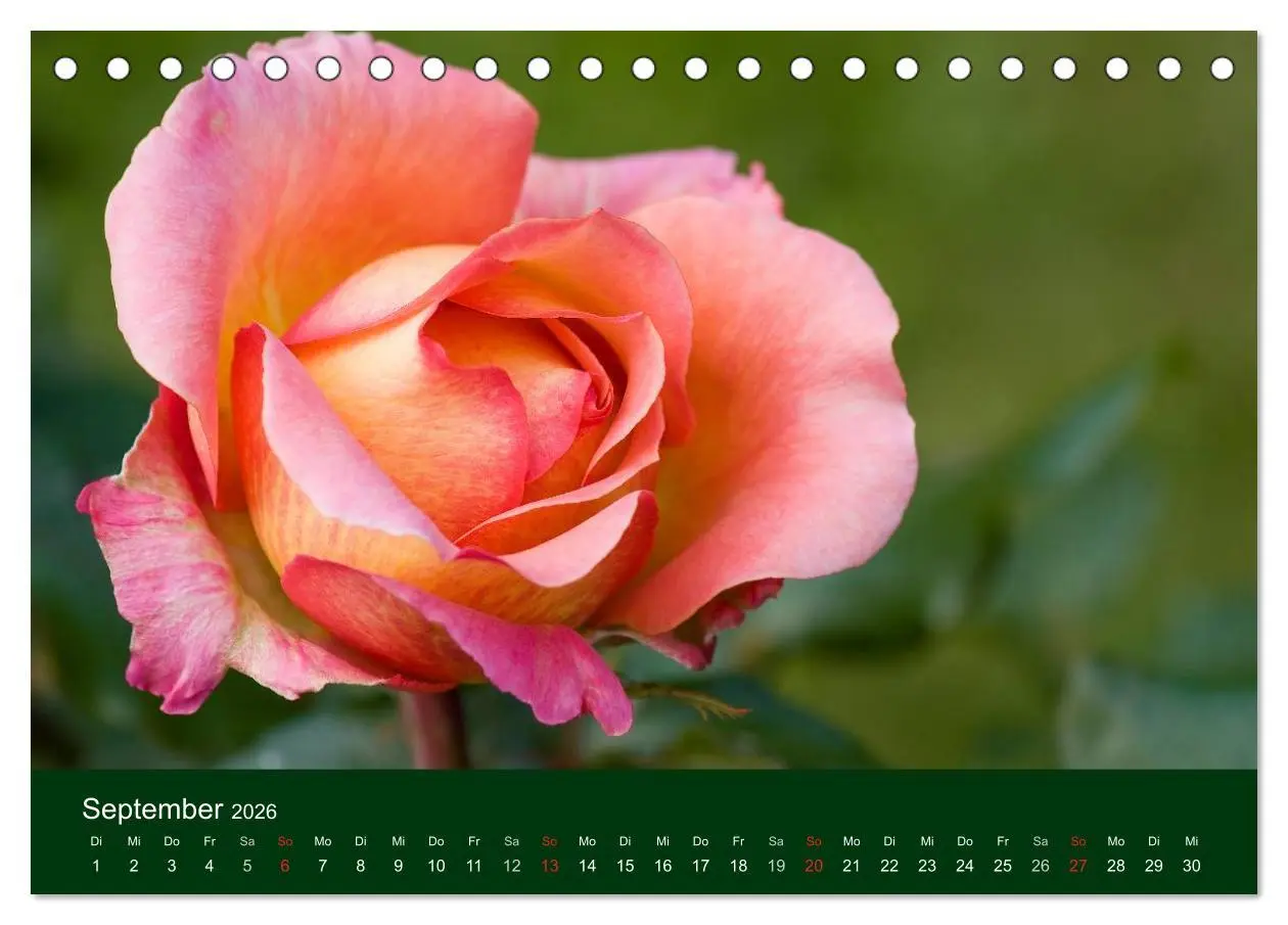 Bild: 9783516099348 | Blumen und Blüten (Tischkalender 2026 DIN A5 quer), CALVENDO...