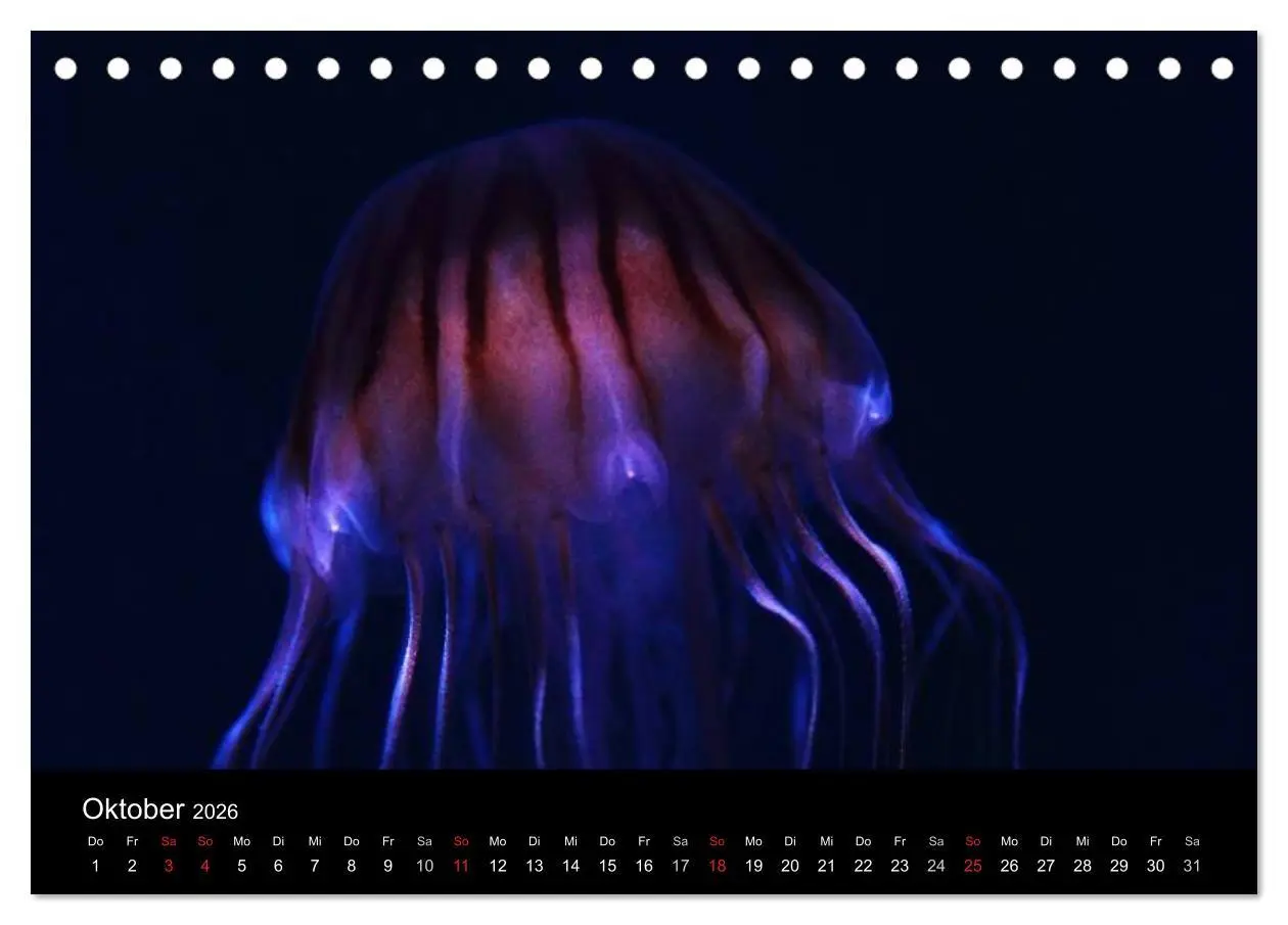 Bild: 9783516239348 | Quallen ¿ Ätherische Wunderwesen (Tischkalender 2026 DIN A5 quer),...