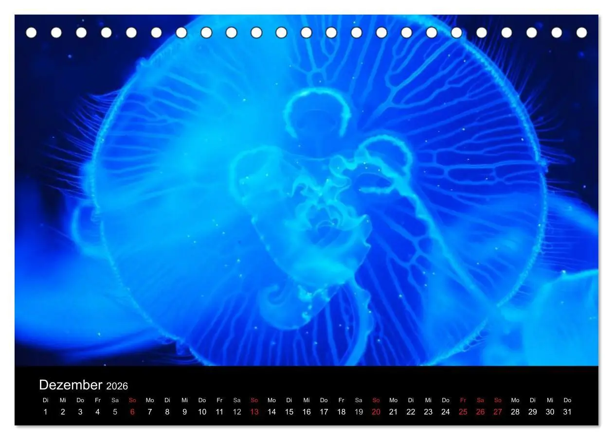 Bild: 9783516239348 | Quallen ¿ Ätherische Wunderwesen (Tischkalender 2026 DIN A5 quer),...