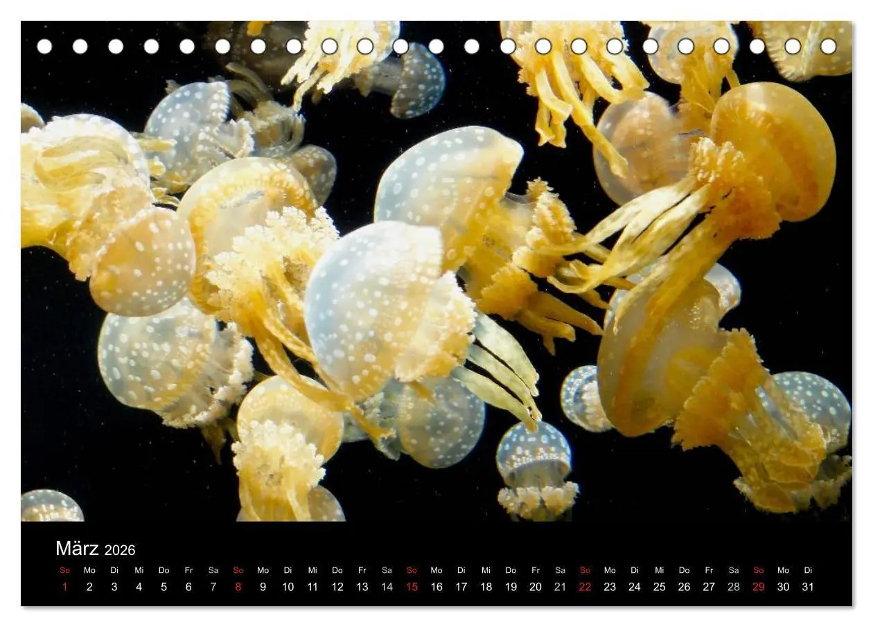 Bild: 9783516239348 | Quallen ¿ Ätherische Wunderwesen (Tischkalender 2026 DIN A5 quer),...