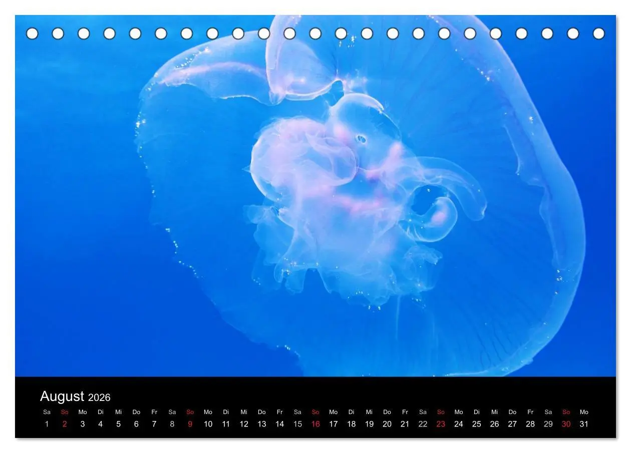 Bild: 9783516239348 | Quallen ¿ Ätherische Wunderwesen (Tischkalender 2026 DIN A5 quer),...