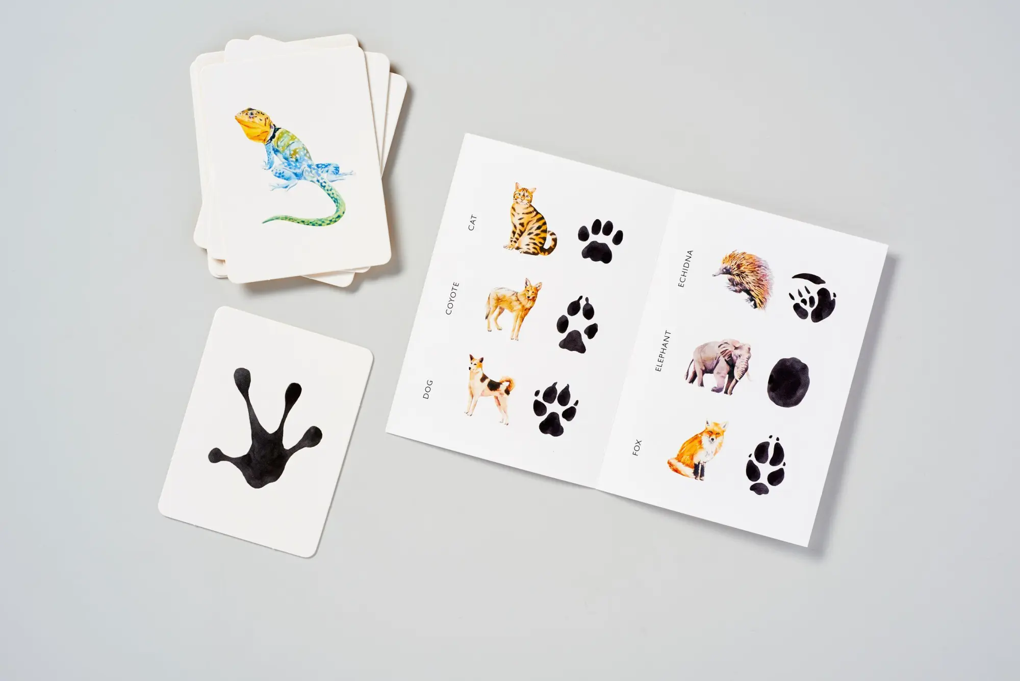 Bild: 9781780679648 | Match a Track | Match 25 Animals to Their Paw Prints | Marcel George