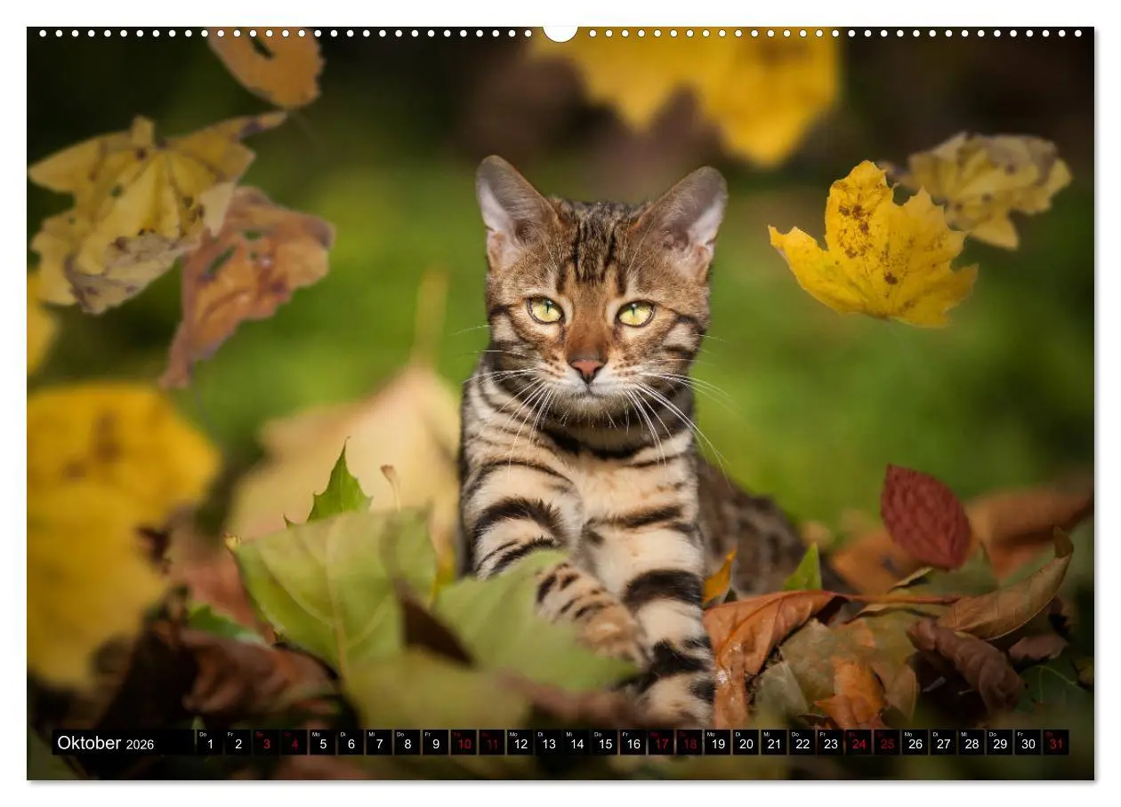 Bild: 9783457729748 | Bengalen Outdoor und Action (hochwertiger Premium Wandkalender 2026...
