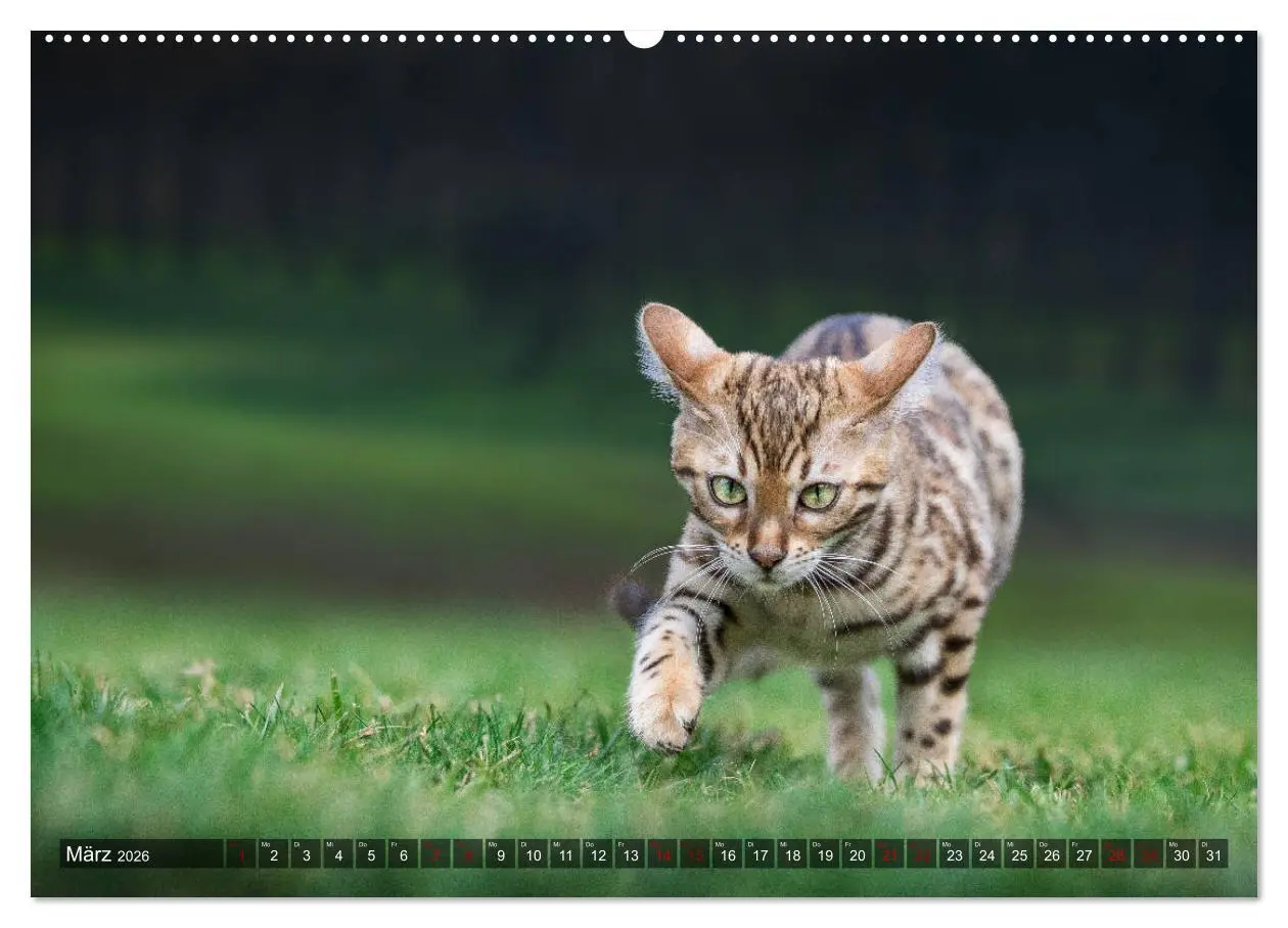 Bild: 9783457729748 | Bengalen Outdoor und Action (hochwertiger Premium Wandkalender 2026...