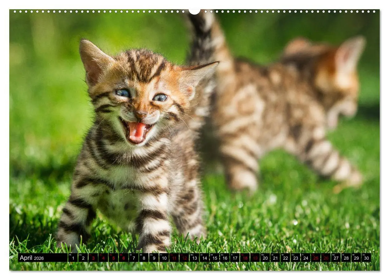 Bild: 9783457729748 | Bengalen Outdoor und Action (hochwertiger Premium Wandkalender 2026...
