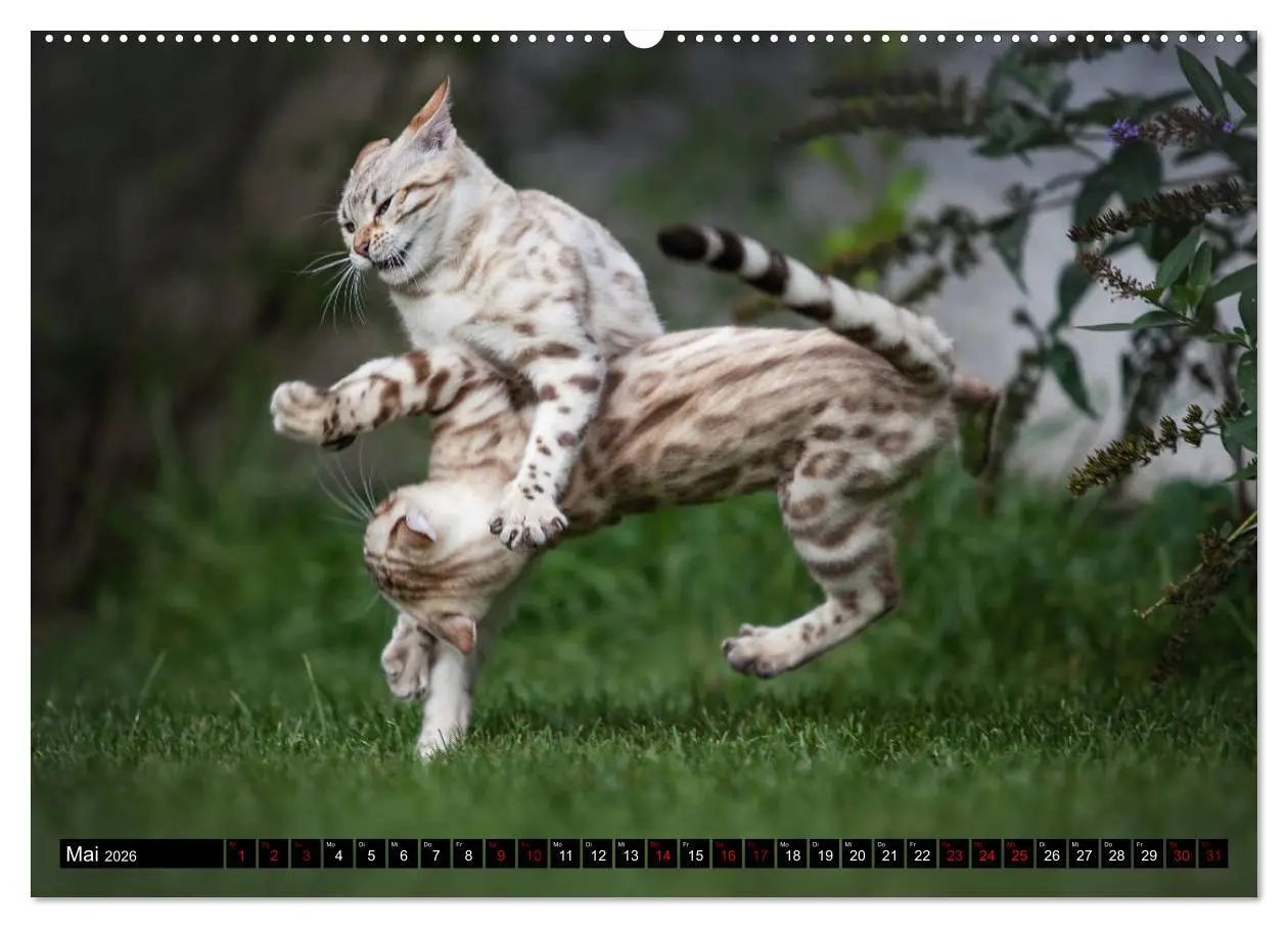 Bild: 9783457729748 | Bengalen Outdoor und Action (hochwertiger Premium Wandkalender 2026...