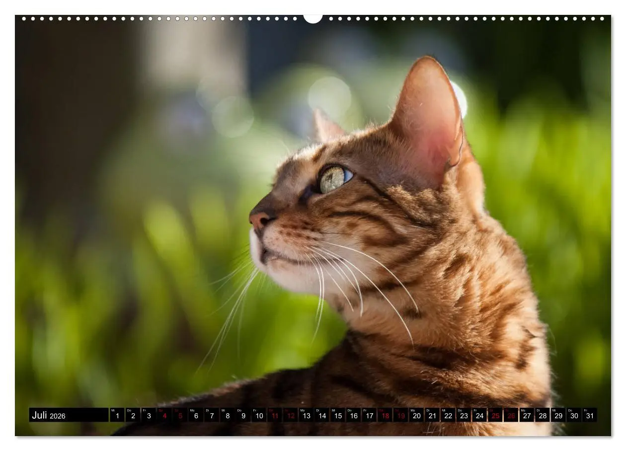 Bild: 9783457729748 | Bengalen Outdoor und Action (hochwertiger Premium Wandkalender 2026...