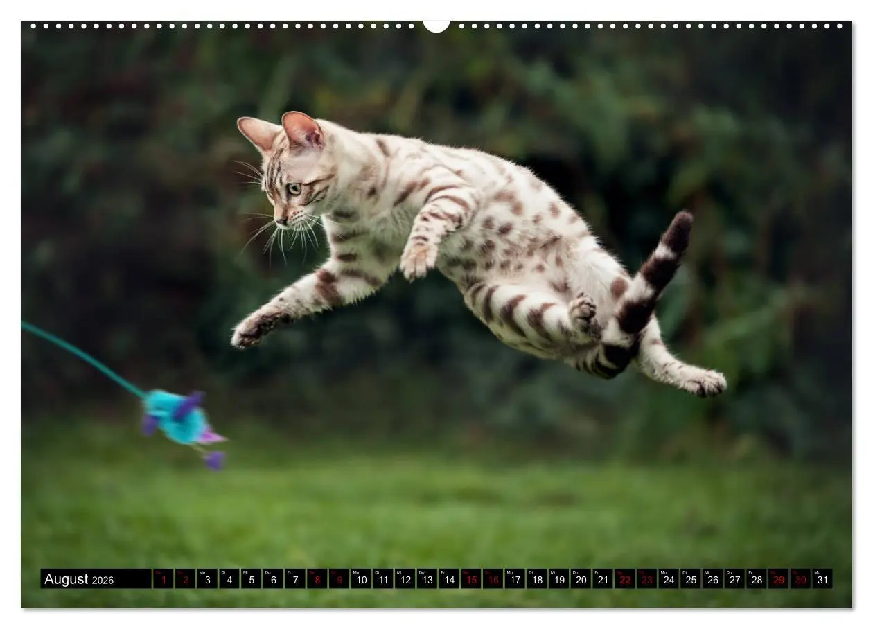 Bild: 9783457729748 | Bengalen Outdoor und Action (hochwertiger Premium Wandkalender 2026...