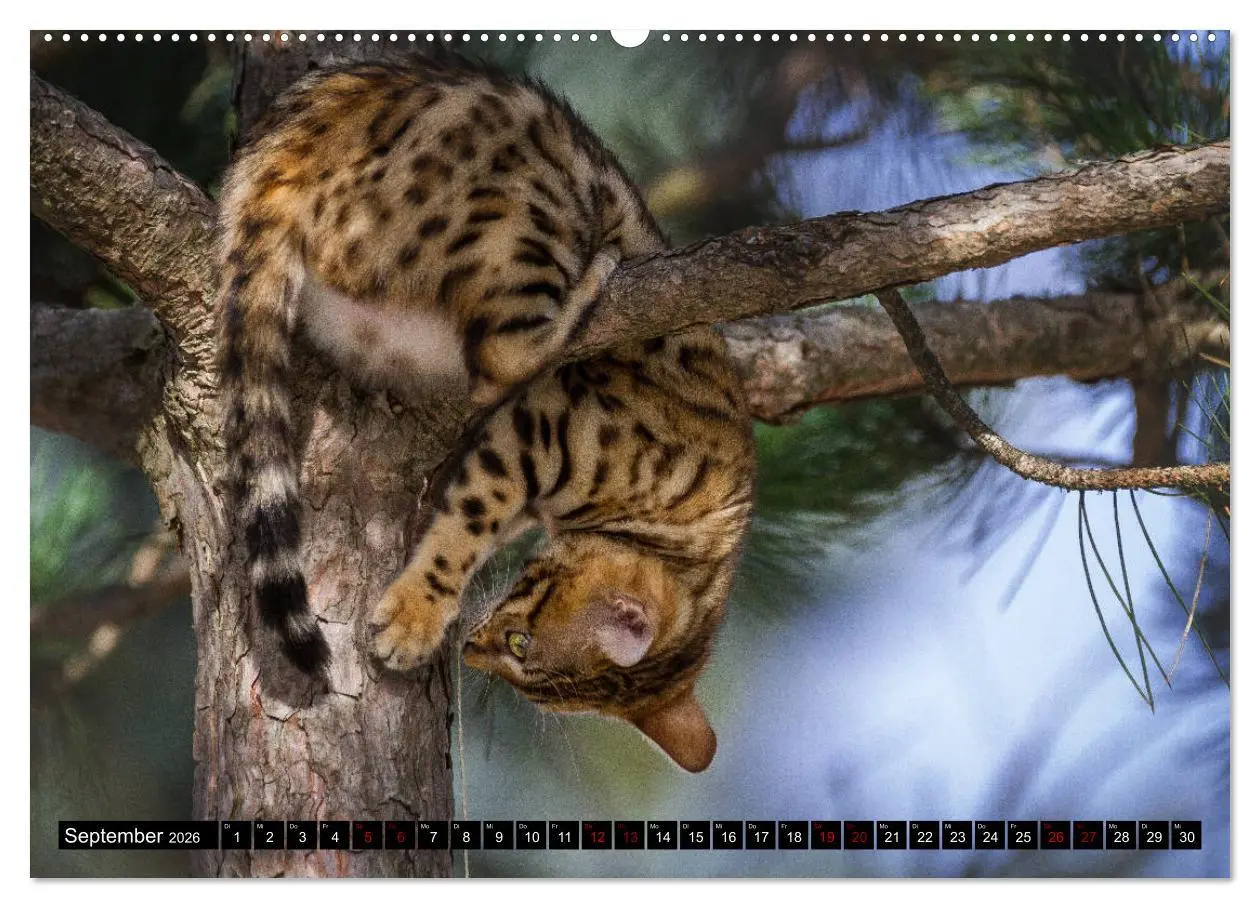 Bild: 9783457729748 | Bengalen Outdoor und Action (hochwertiger Premium Wandkalender 2026...