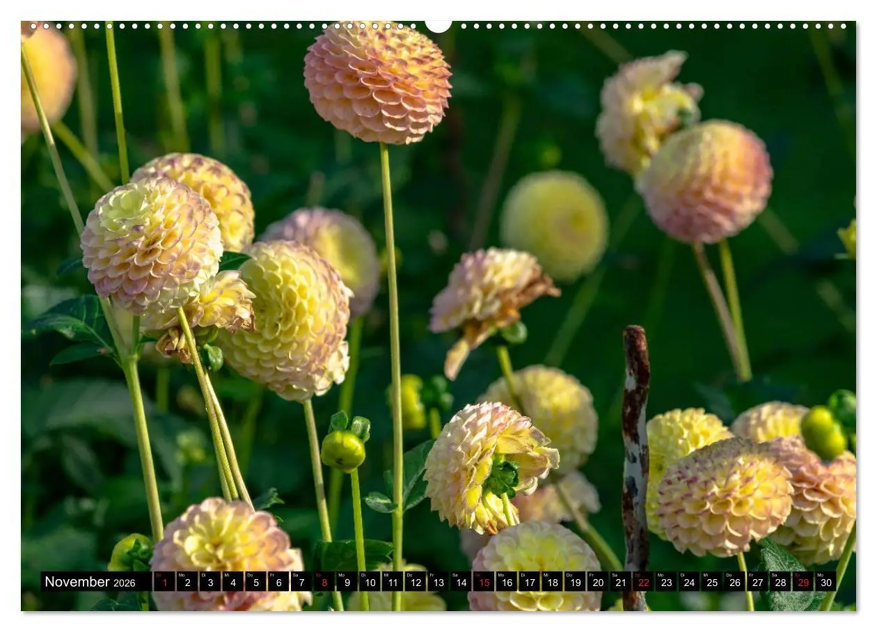 Bild: 9783457709948 | Dahlien - Blumenwunder der Natur (hochwertiger Premium Wandkalender...