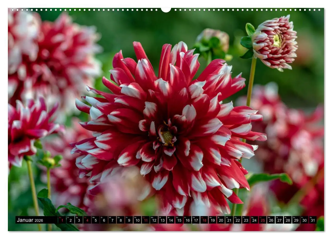 Bild: 9783457709948 | Dahlien - Blumenwunder der Natur (hochwertiger Premium Wandkalender...