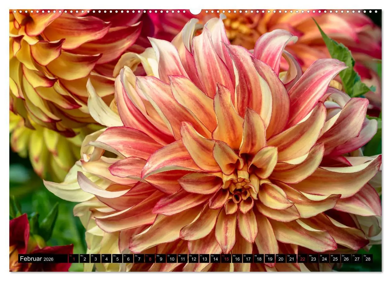 Bild: 9783457709948 | Dahlien - Blumenwunder der Natur (hochwertiger Premium Wandkalender...