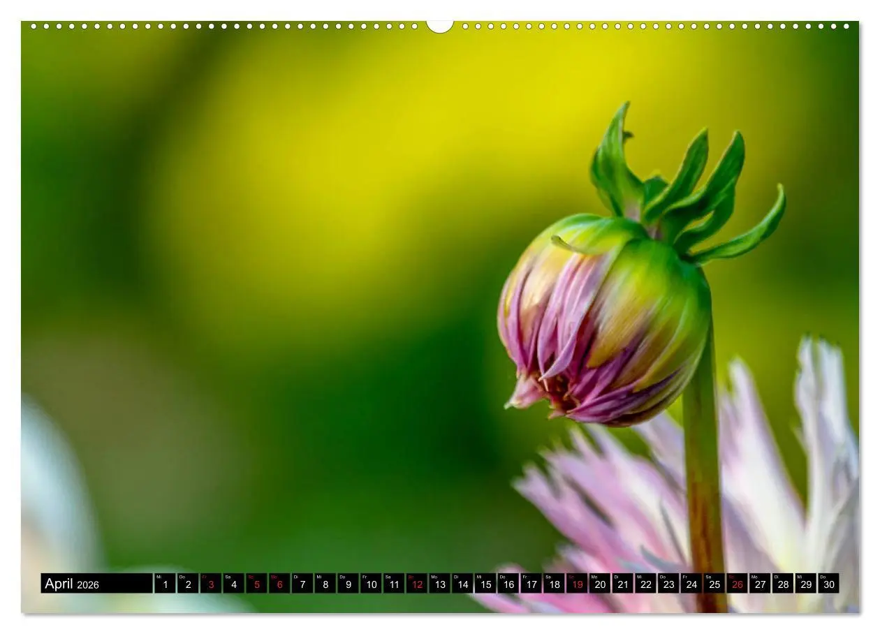Bild: 9783457709948 | Dahlien - Blumenwunder der Natur (hochwertiger Premium Wandkalender...
