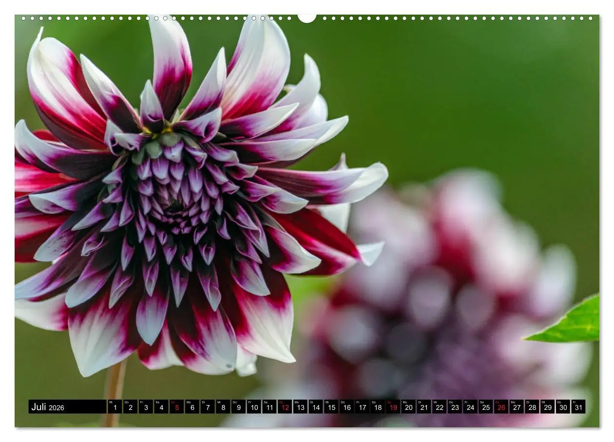 Bild: 9783457709948 | Dahlien - Blumenwunder der Natur (hochwertiger Premium Wandkalender...