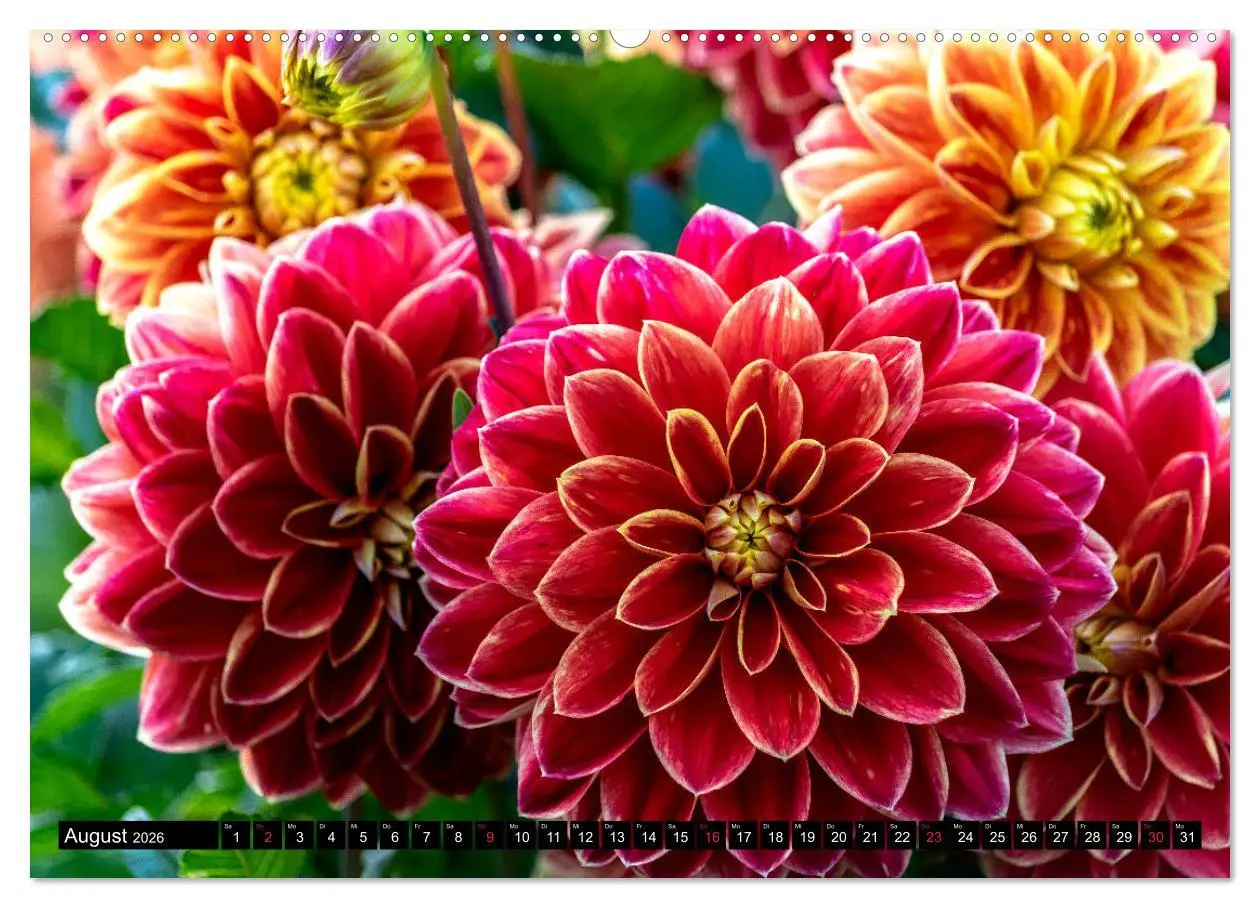 Bild: 9783457709948 | Dahlien - Blumenwunder der Natur (hochwertiger Premium Wandkalender...