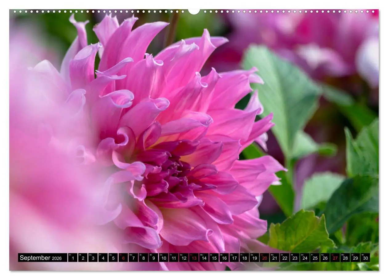 Bild: 9783457709948 | Dahlien - Blumenwunder der Natur (hochwertiger Premium Wandkalender...