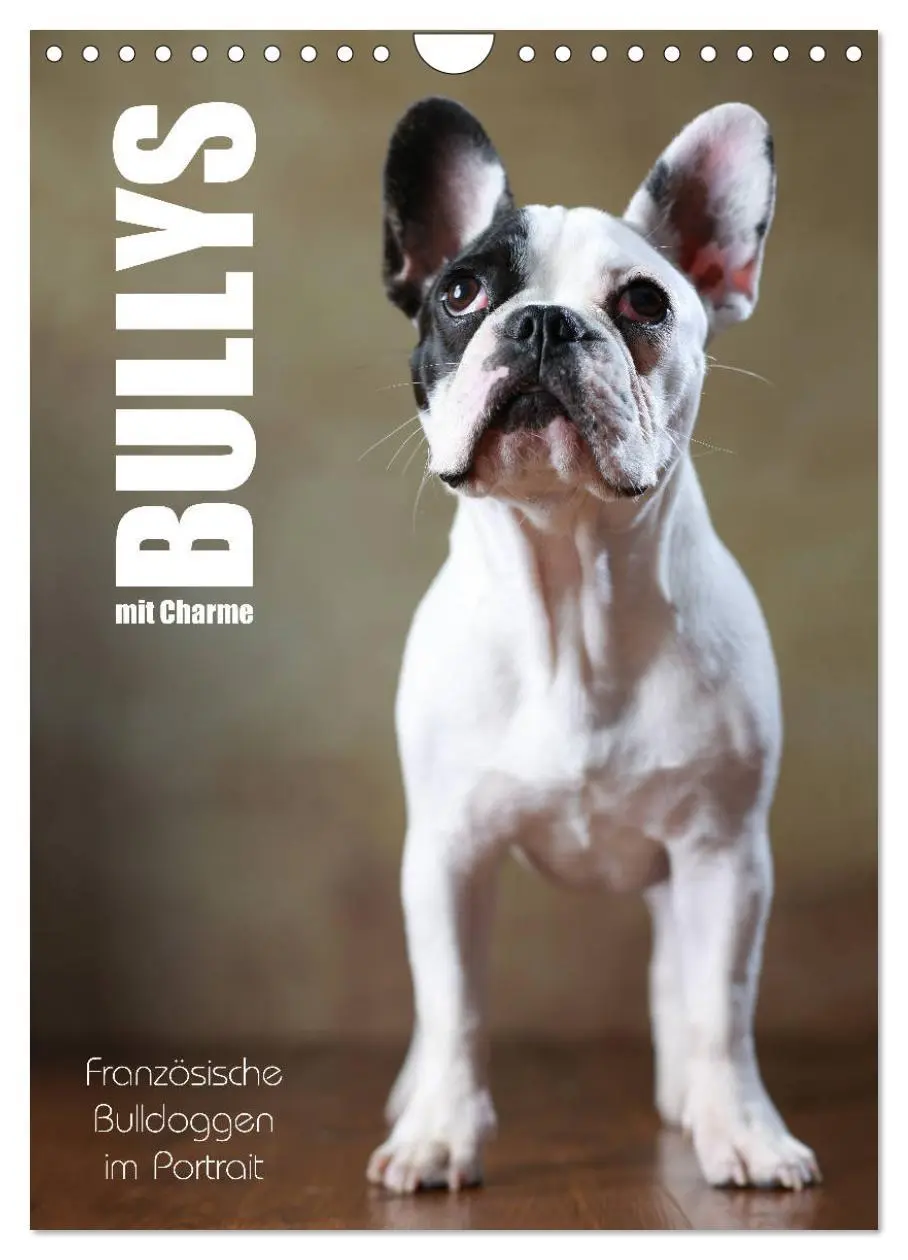 Cover: 9783516419948 | Bullys mit Charme - Französische Bulldoggen im Portrait...