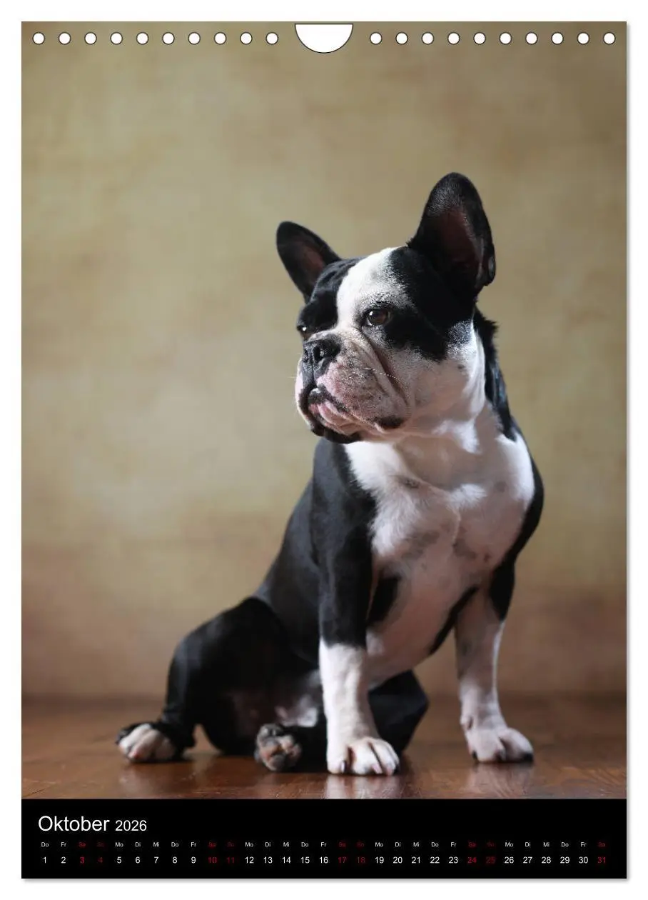 Bild: 9783516419948 | Bullys mit Charme - Französische Bulldoggen im Portrait...