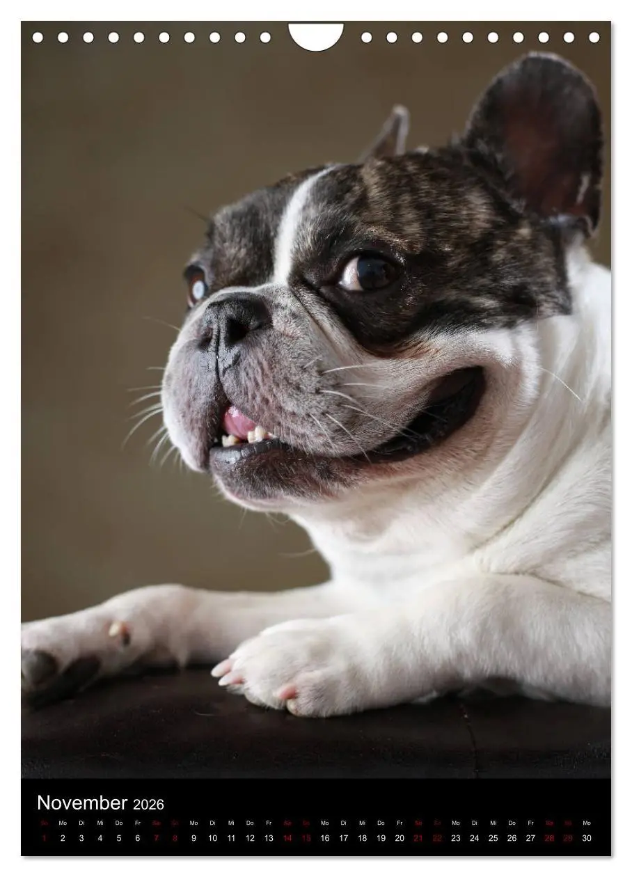 Bild: 9783516419948 | Bullys mit Charme - Französische Bulldoggen im Portrait...