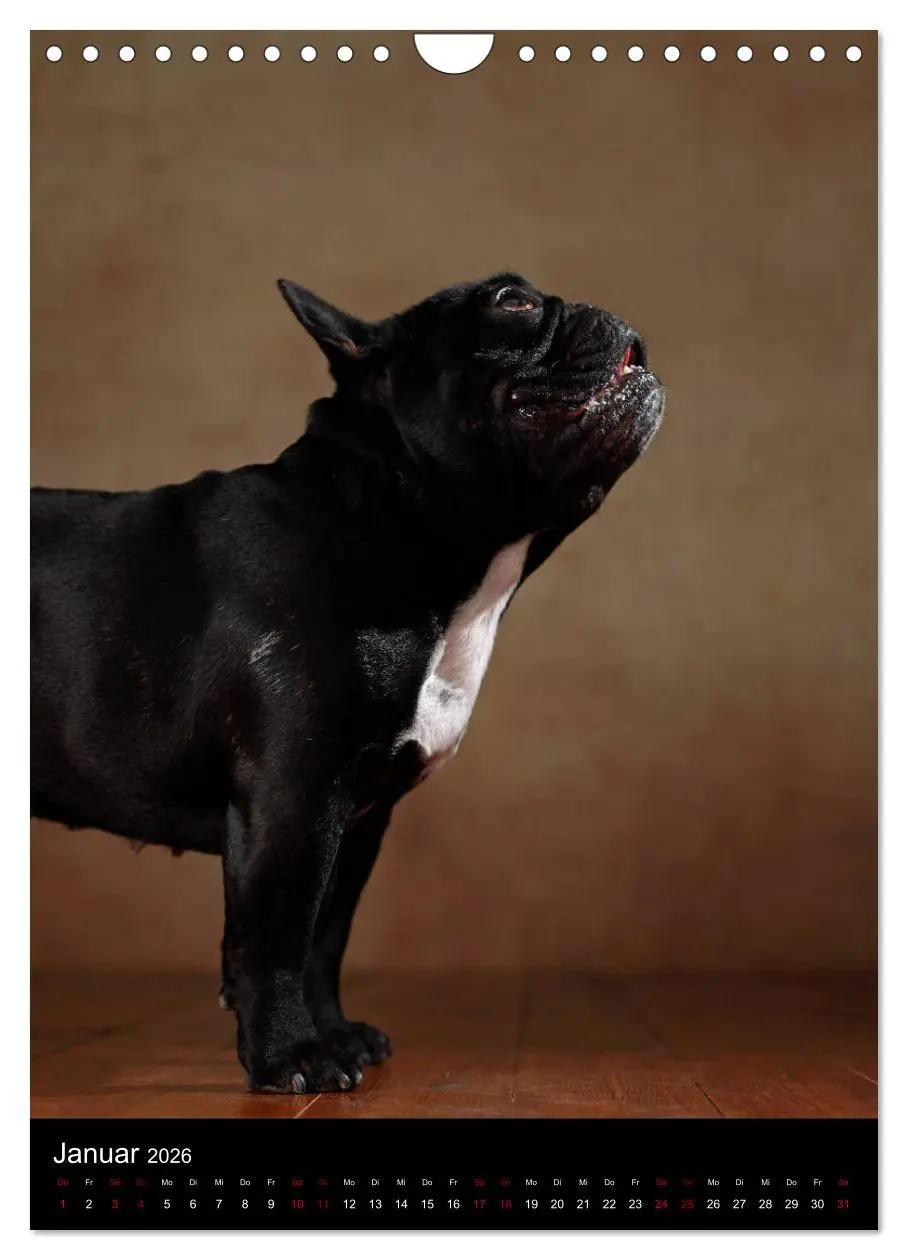 Bild: 9783516419948 | Bullys mit Charme - Französische Bulldoggen im Portrait...