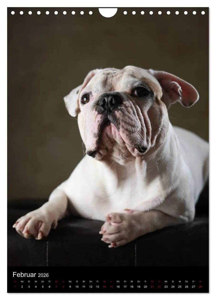 Bild: 9783516419948 | Bullys mit Charme - Französische Bulldoggen im Portrait...
