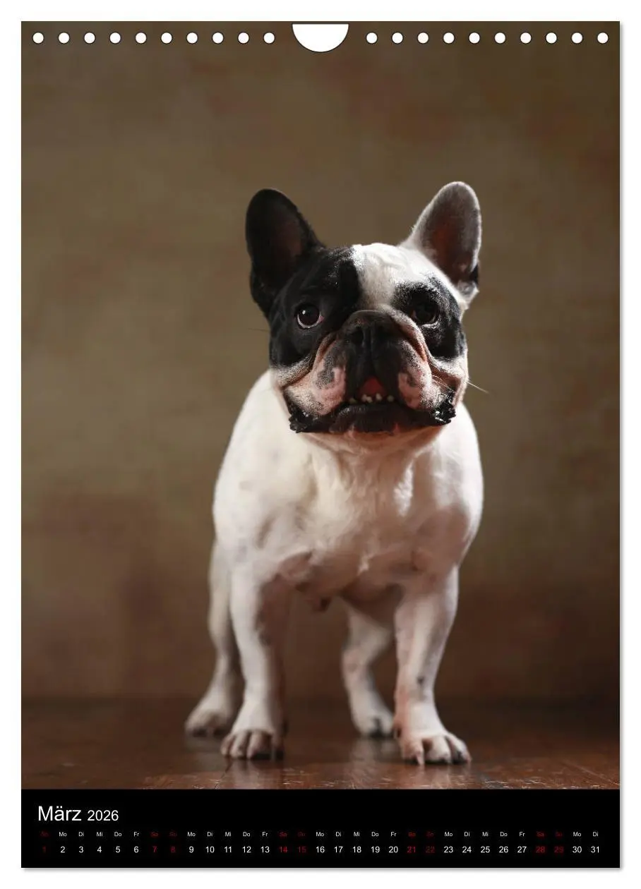 Bild: 9783516419948 | Bullys mit Charme - Französische Bulldoggen im Portrait...