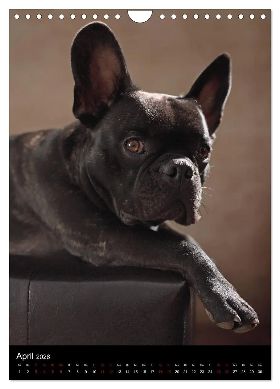 Bild: 9783516419948 | Bullys mit Charme - Französische Bulldoggen im Portrait...