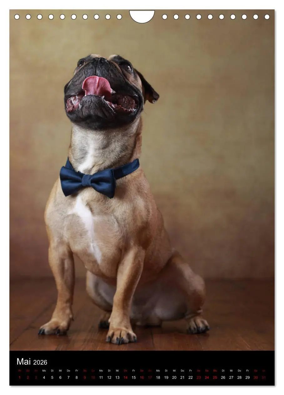 Bild: 9783516419948 | Bullys mit Charme - Französische Bulldoggen im Portrait...