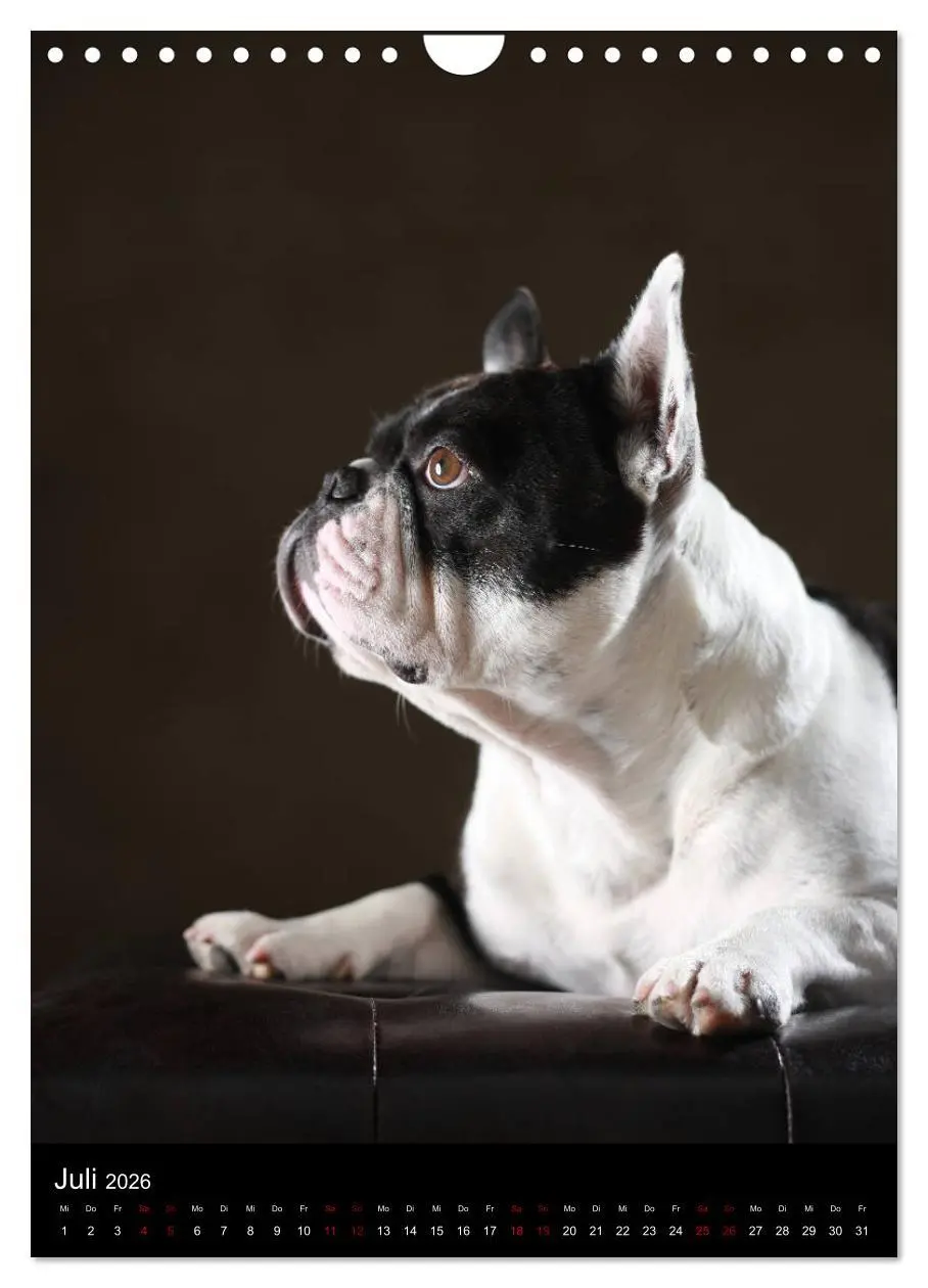 Bild: 9783516419948 | Bullys mit Charme - Französische Bulldoggen im Portrait...