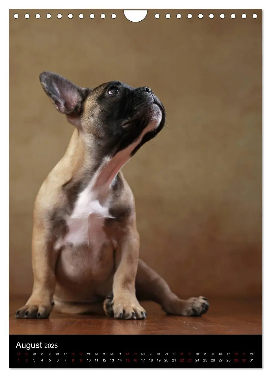 Bild: 9783516419948 | Bullys mit Charme - Französische Bulldoggen im Portrait...