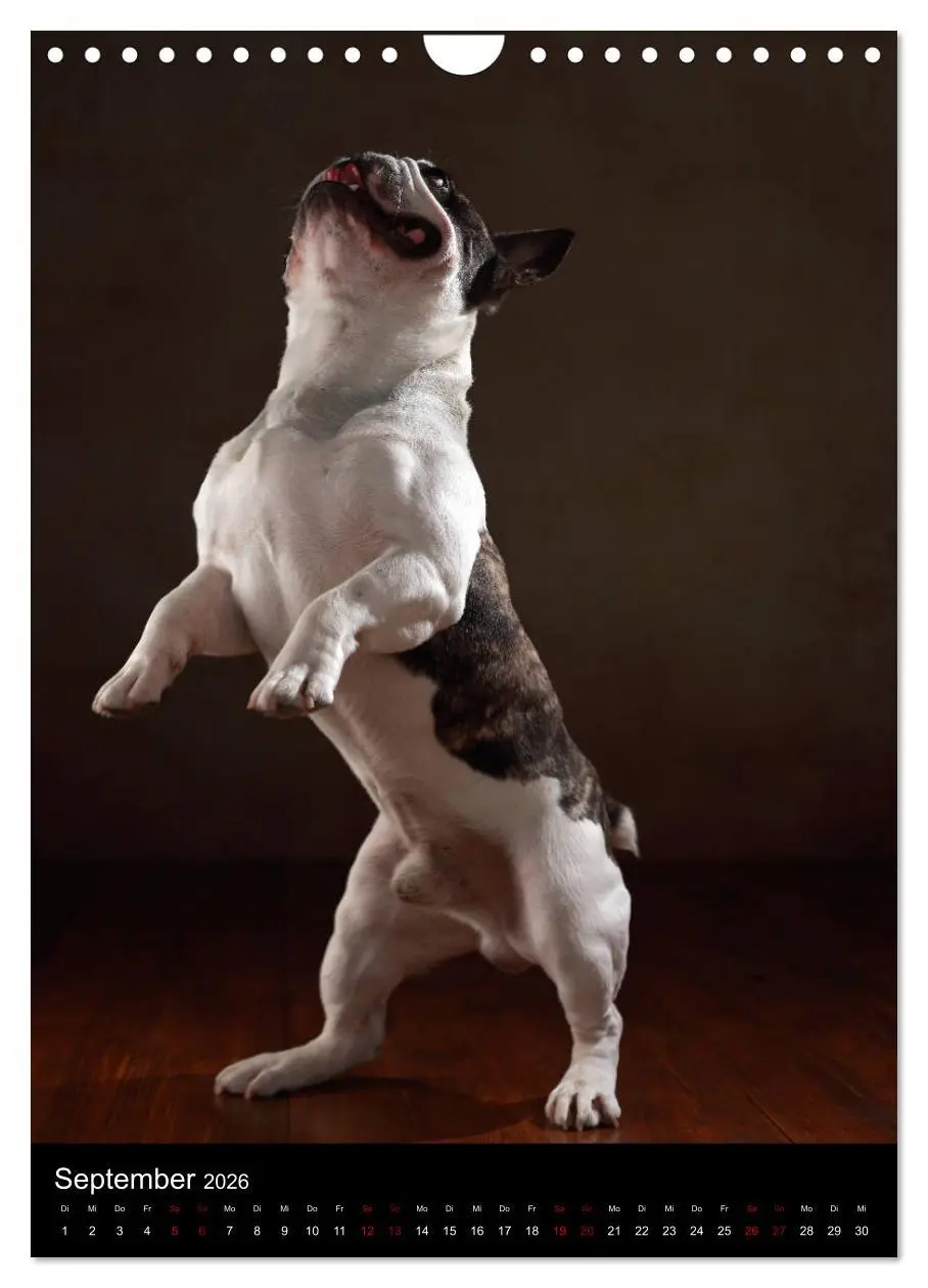 Bild: 9783516419948 | Bullys mit Charme - Französische Bulldoggen im Portrait...