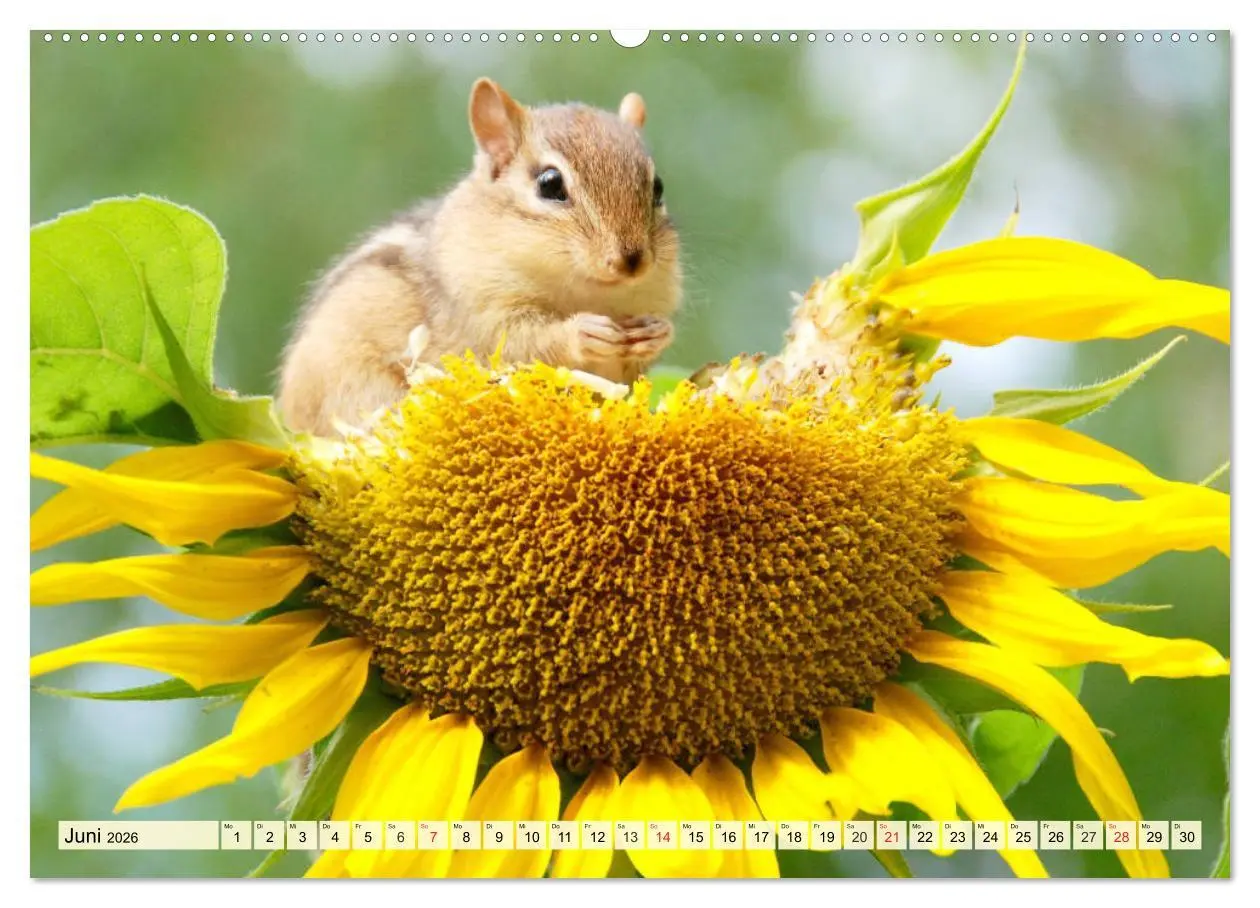 Bild: 9783457680049 | Sonnenblumen. Das Strahlen des Sommers (hochwertiger Premium...