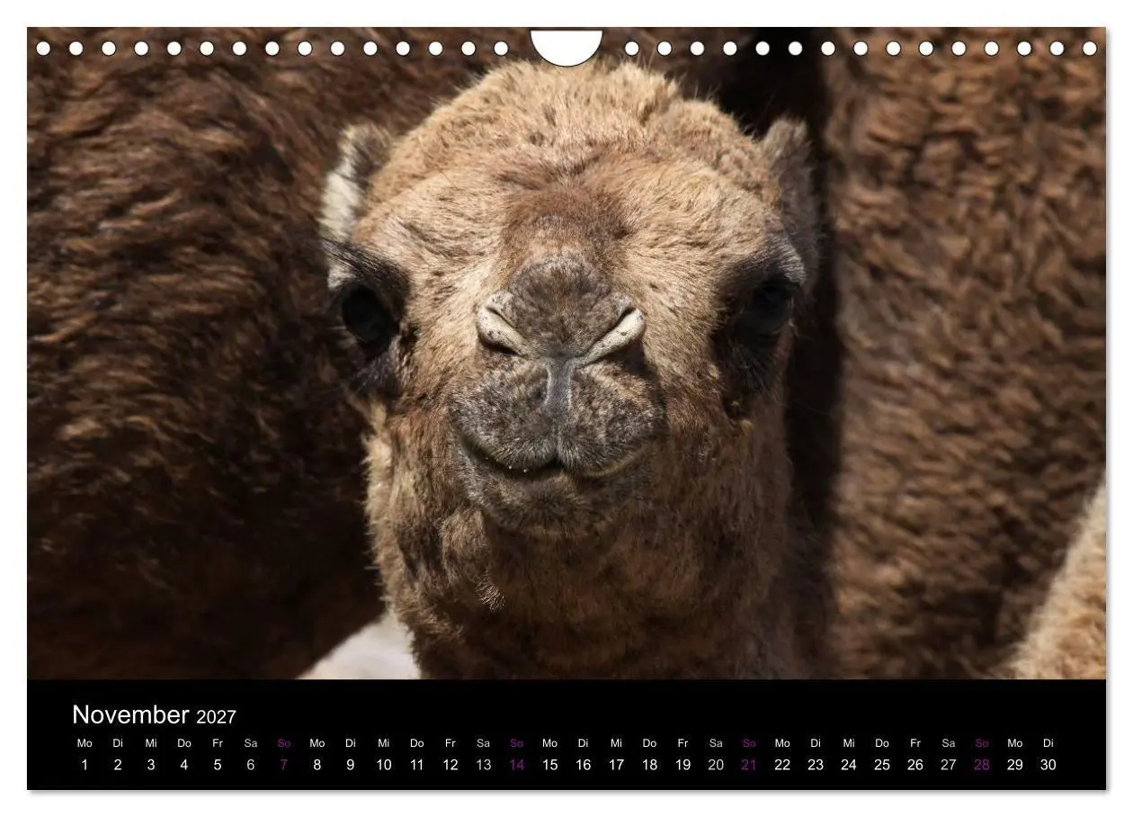 Bild: 9783594120149 | Kamele 2027 - Unterwegs mit zottigen Wüstenschiffen (Wandkalender...