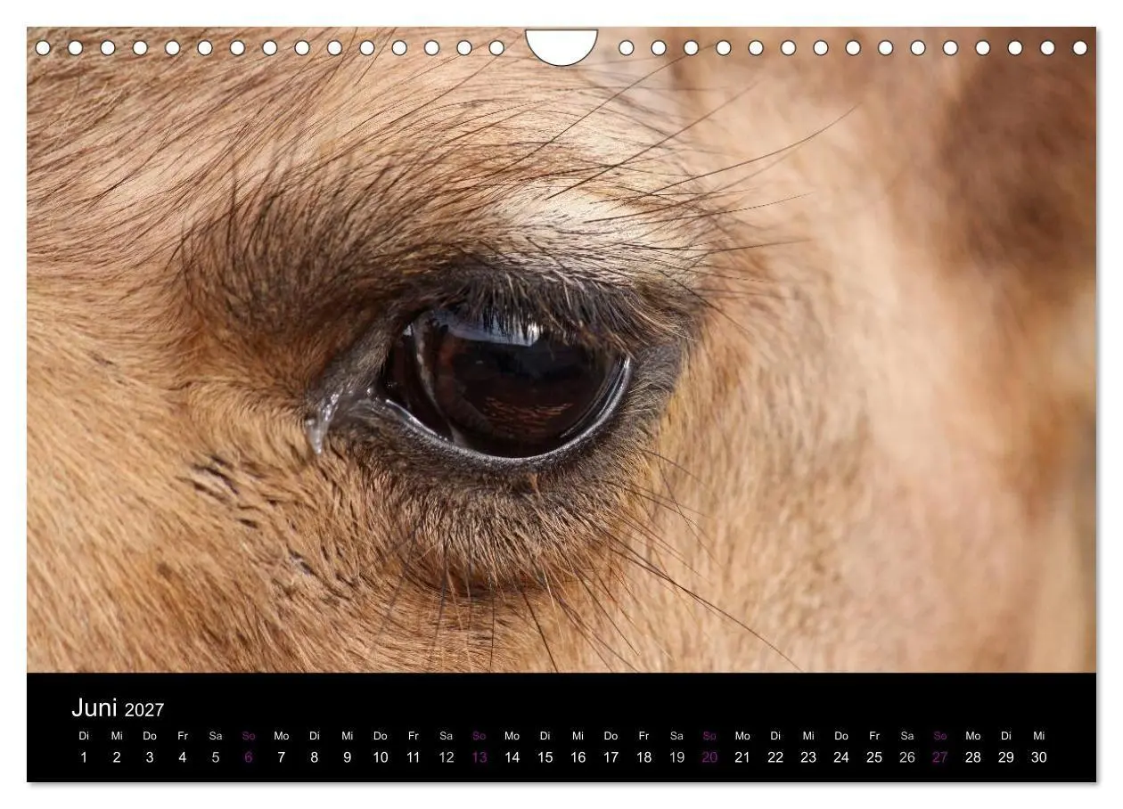 Bild: 9783594120149 | Kamele 2027 - Unterwegs mit zottigen Wüstenschiffen (Wandkalender...