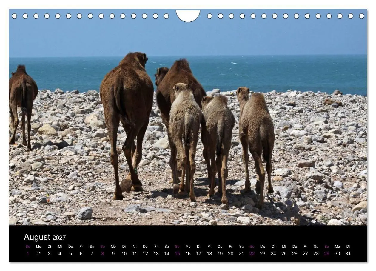 Bild: 9783594120149 | Kamele 2027 - Unterwegs mit zottigen Wüstenschiffen (Wandkalender...