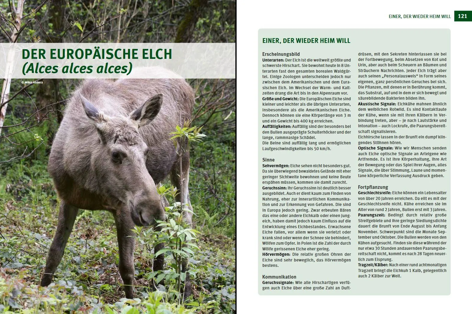 Bild: 9783702020149 | Wildtiere im Fokus | Bruno Hespeler | Buch | 248 S. | Deutsch | 2022