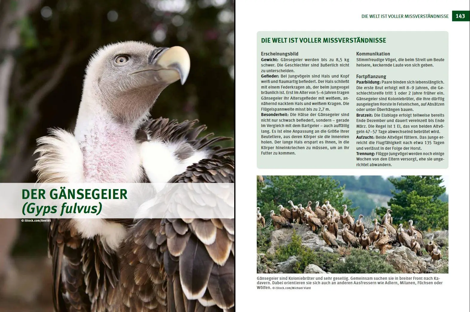 Bild: 9783702020149 | Wildtiere im Fokus | Bruno Hespeler | Buch | 248 S. | Deutsch | 2022