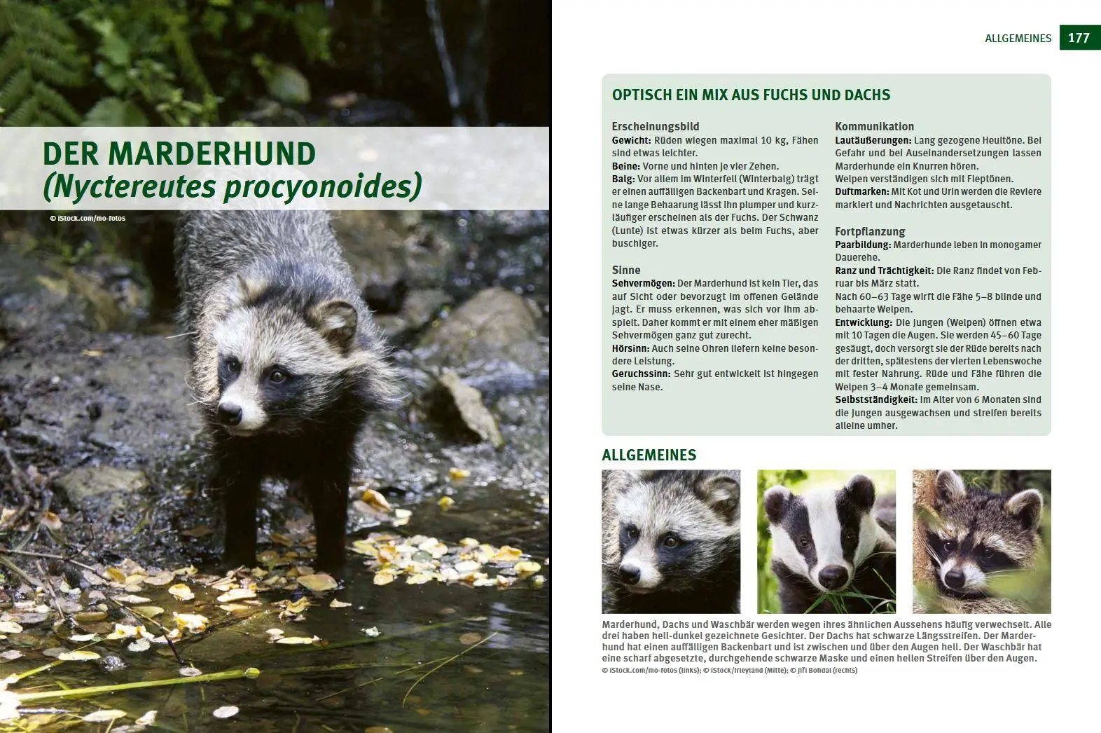 Bild: 9783702020149 | Wildtiere im Fokus | Bruno Hespeler | Buch | 248 S. | Deutsch | 2022