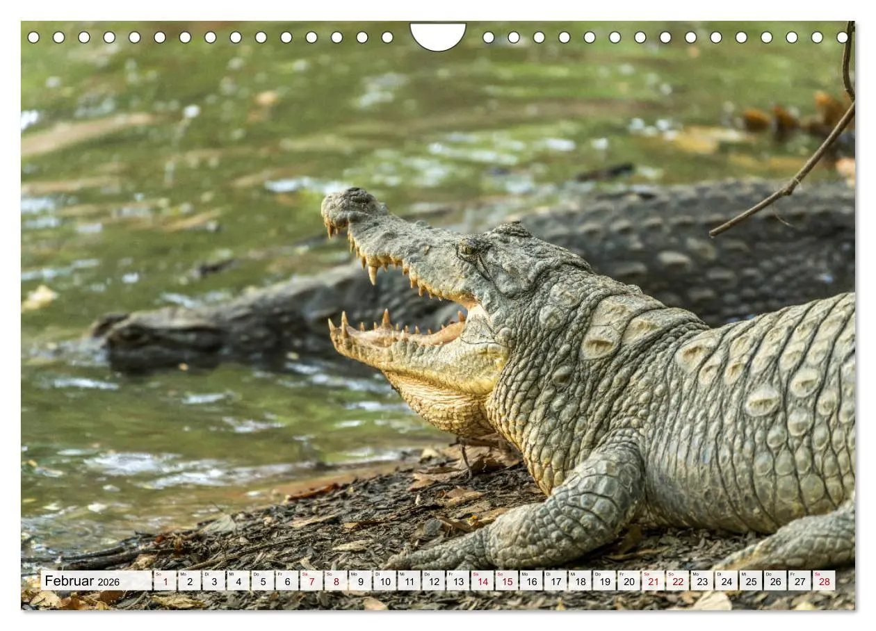Bild: 9783457730249 | Westafrika - The Gambia (Wandkalender 2026 DIN A4 quer), CALVENDO...