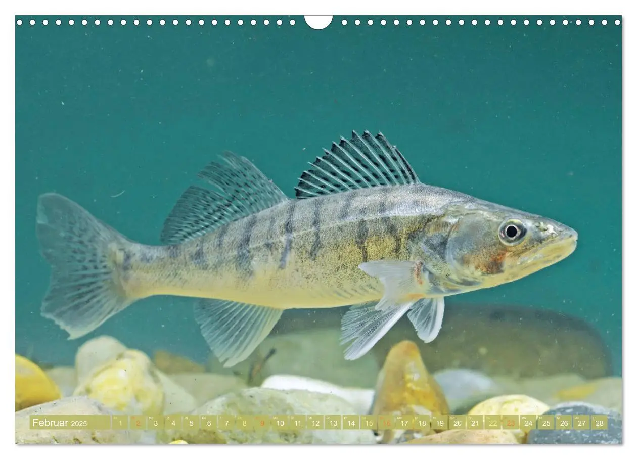 Bild: 9783457180549 | Heimische Fische: Karpfen, Forelle, Hecht (Wandkalender 2025 DIN A3...