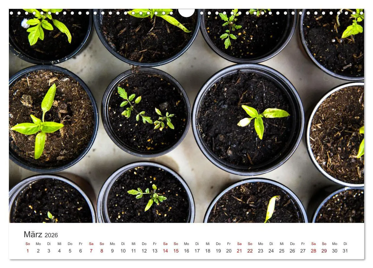Bild: 9783457560549 | Frisches aus dem Gemüsegarten (Wandkalender 2026 DIN A3 quer),...